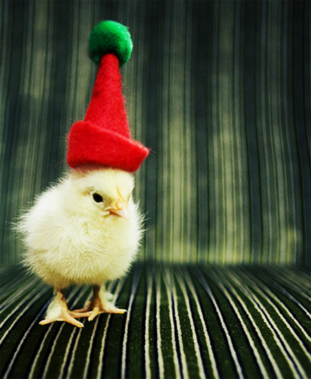 Cute-Christmas-Animals-32.jpg