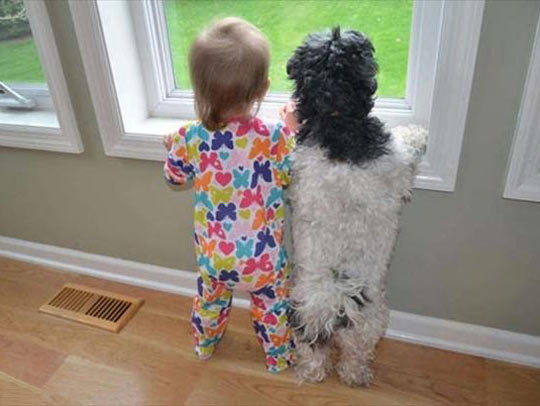 funny-cute-dog-baby-dog-window1.jpg