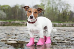 dog-rain-wearing-pink-rubber-boots-inside-puddle-sticking-out-tongue-39533342.jpg