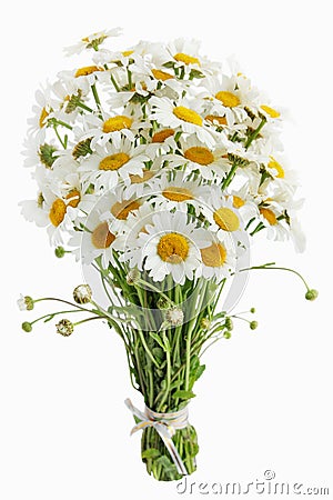bouquet-daisies-big-isolated-white-39748936.jpg