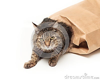 cat-out-bag-17642659.jpg
