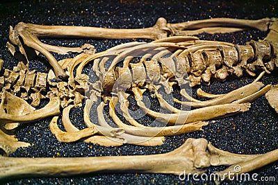 human-skeleton-bones-detail-shot-spine-ribs-33825229.jpg