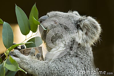 koala-eating-3193595.jpg