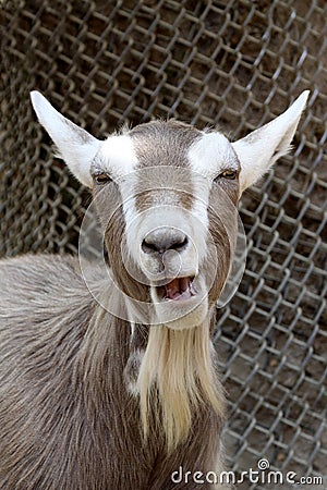 laughing-goat-10616648.jpg