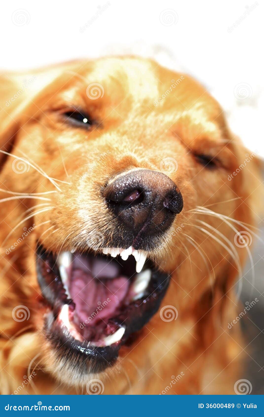 dog-portrait-angry-orange-golden-retriever-baring-his-teeth-36000489.jpg
