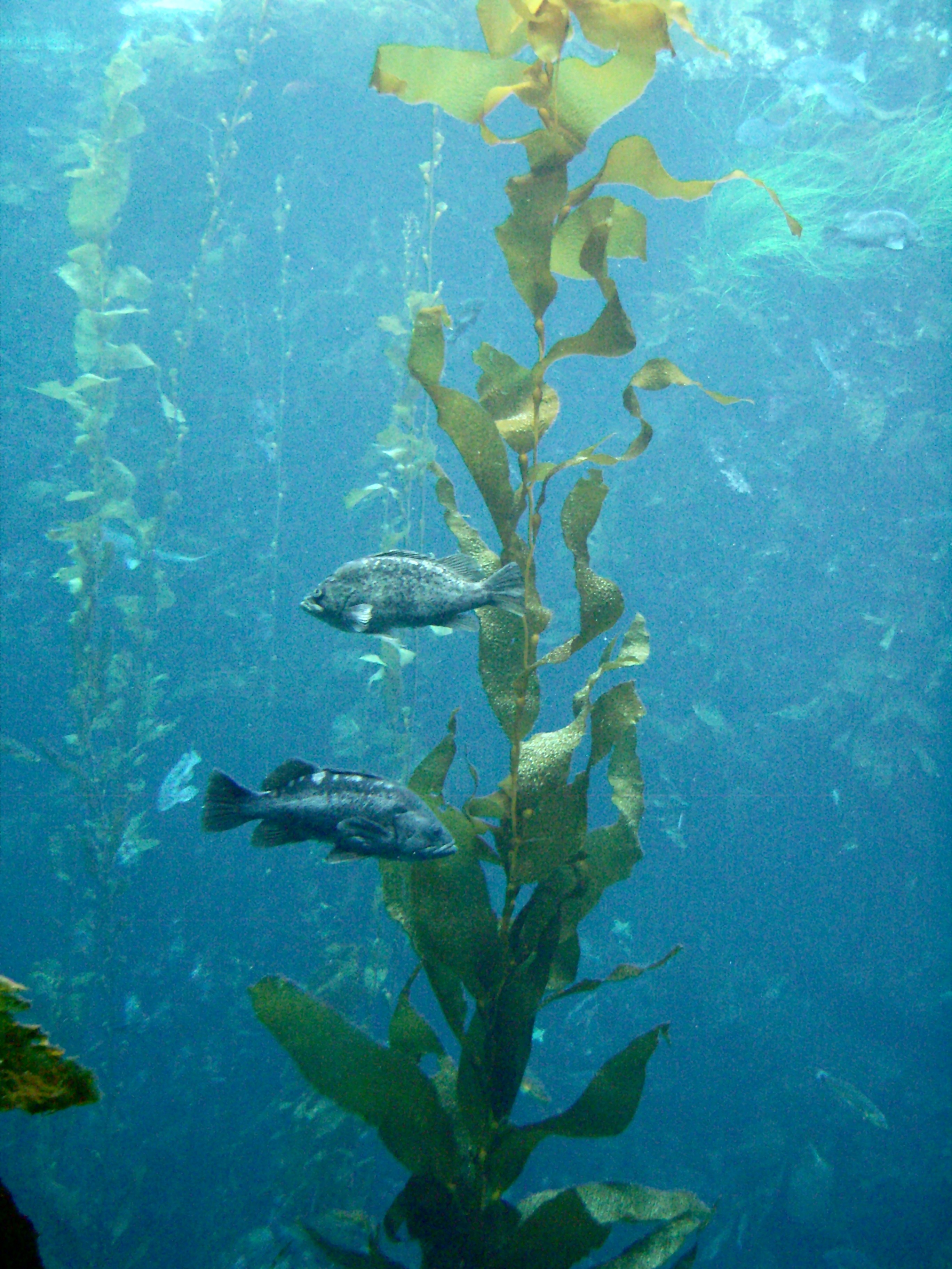 Rockfish_around_kelp_Monterey_Bay_Aquarium.jpg