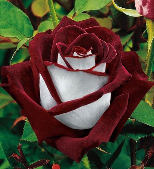 Bicolor-rose-under-the-name-Osiria-was-selected-in-1978-by-the-German-company-Kordes-Rosen.jpg