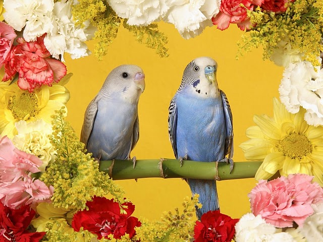 beautiful_parrots_wallpaper2.jpg