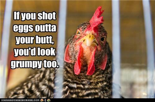 funny-pictures-if-you-shot-eggs-outta-your-butt-youd-look-grumpy-too.jpg