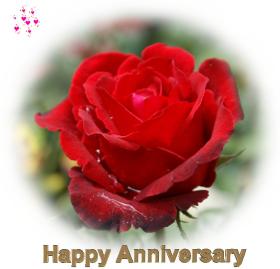 happy_anniversary_dark_red_rose-dsc03146.jpg