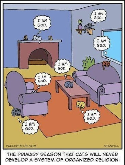 funny-cats-cartoon.jpg