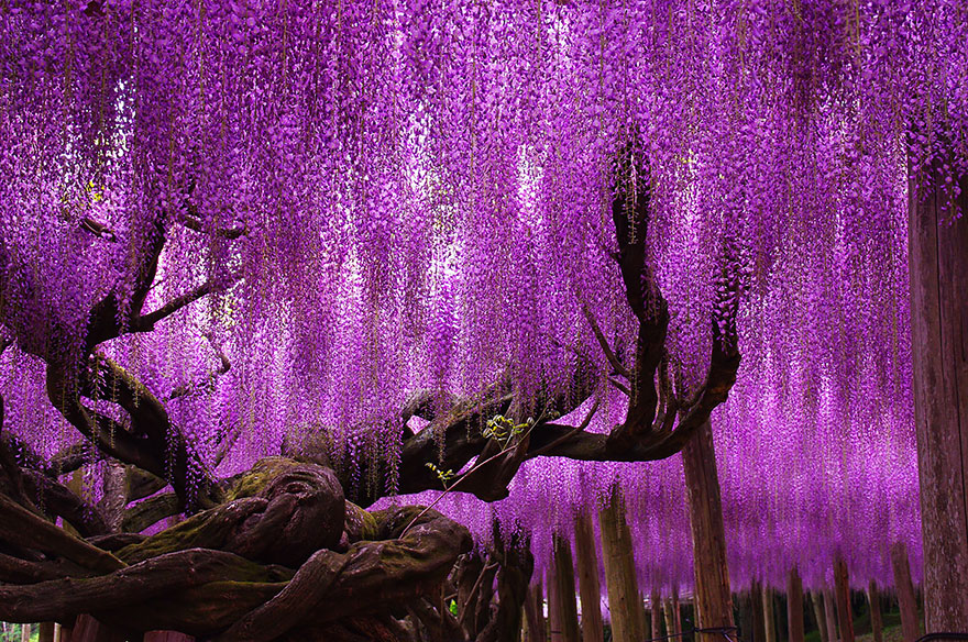 oldest-wisteria-tree-ashikaga-japan-2.jpg