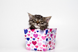valentine-cat.jpg