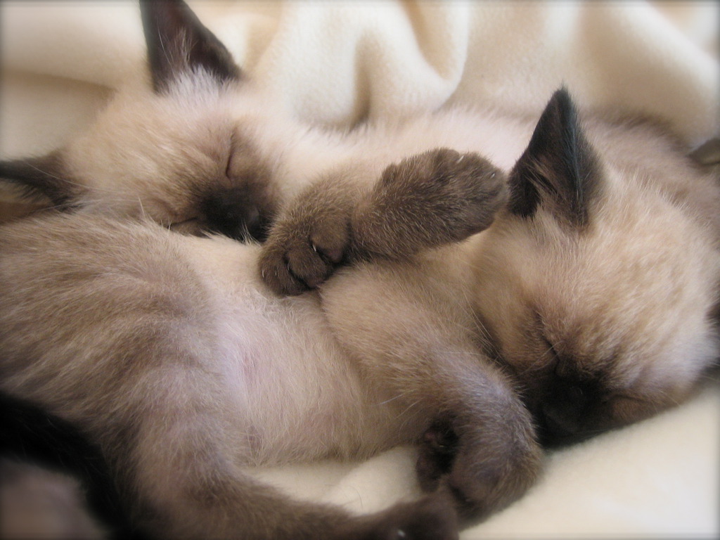 sleeping-siamese-kittens-photo.jpg