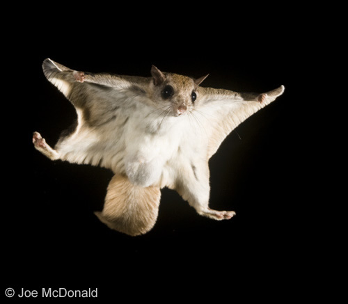 Southern-Flying-Squirrel-Photo-Credit-Joe-McDonald2.jpg