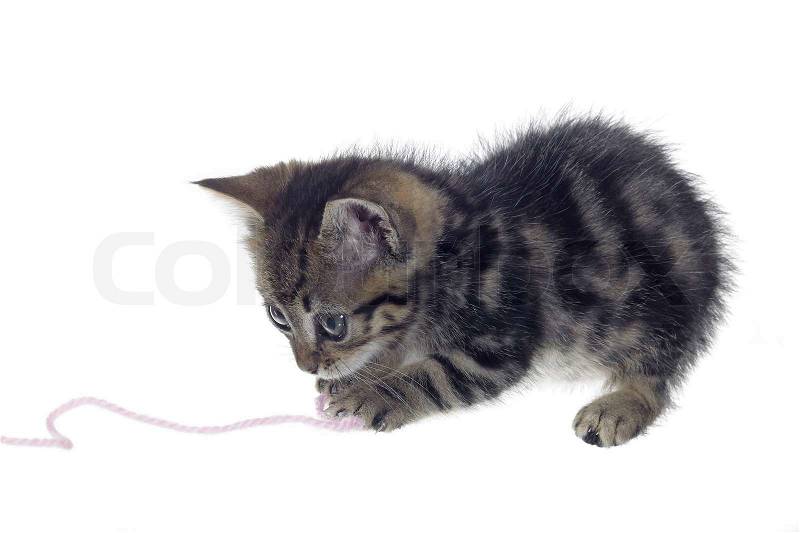 2719419-597908-studio-photography-in-white-back-showing-a-very-small-kitten-while-playing-with-a-woolen-twine.jpg