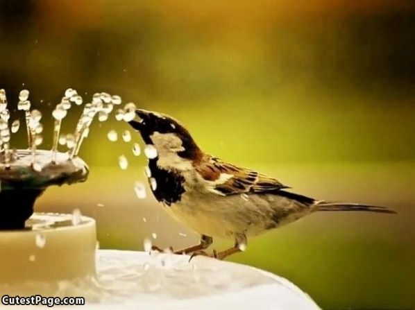 Thirsty_Bird.jpg