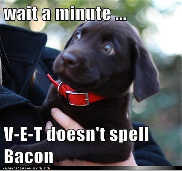 funny-bacon-14.jpg