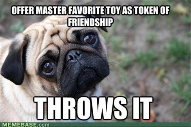 playing-fetch-funny-dogs.jpg