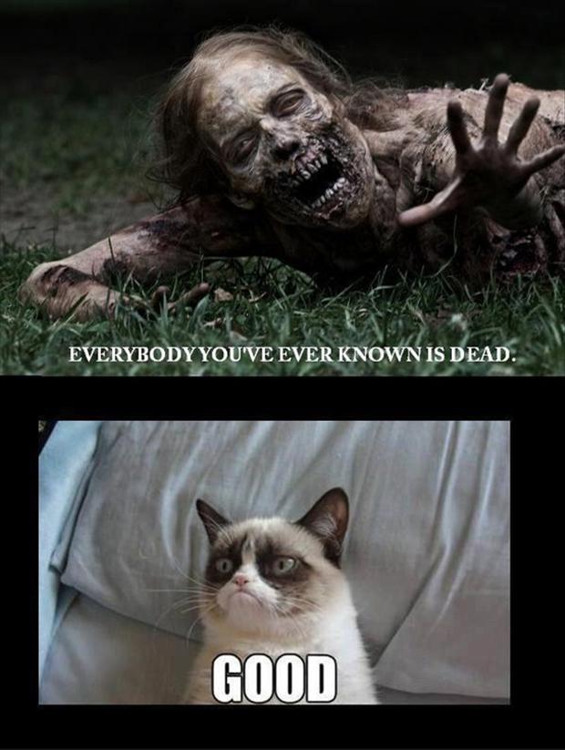grumpy-cat-funny-pictures.jpg