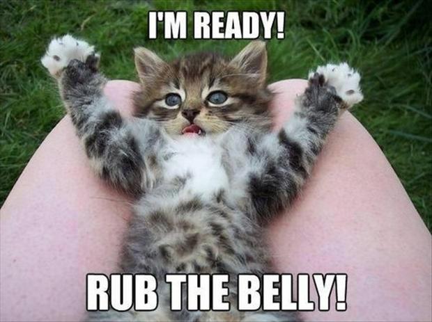 funny-kitten-rub-my-belly.jpg
