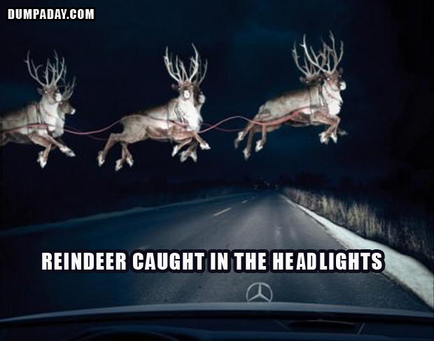 reindeer-in-the-headlights-funny-pictures1.jpg