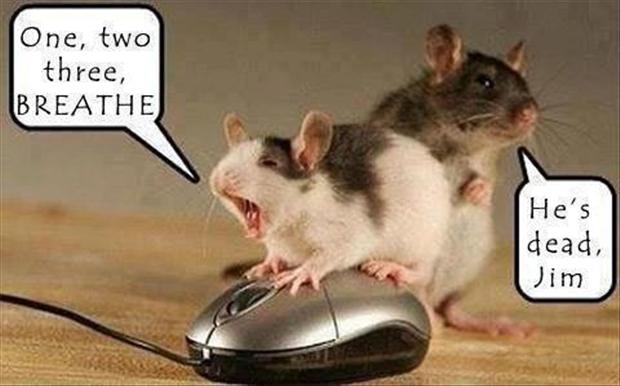 dead-mice-funny-pictures.jpg