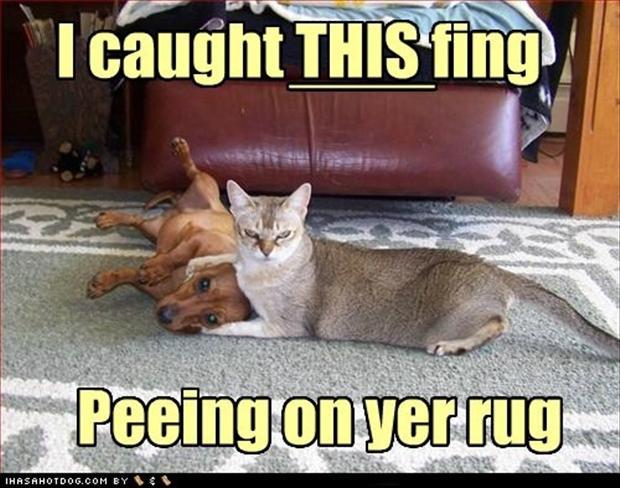funny-cats-and-dogs-peeing-on-the-carpet1.jpg