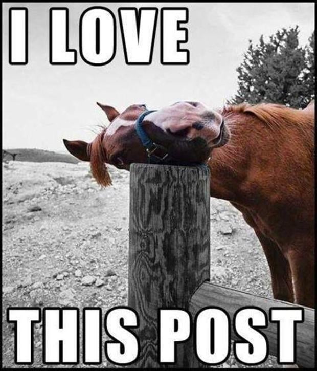 funny-horse-pictures.jpg