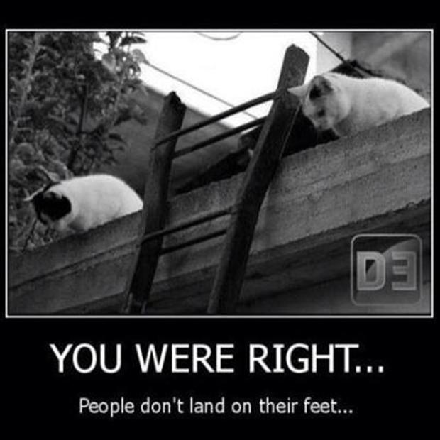 4-funny-cats-land-on-their-feet.jpg