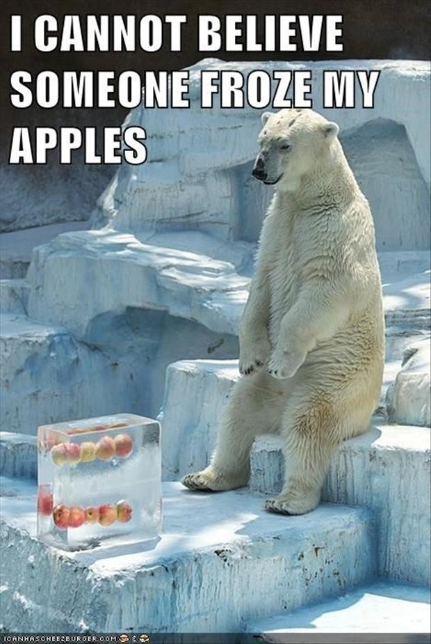 funny-polar-bear.jpg