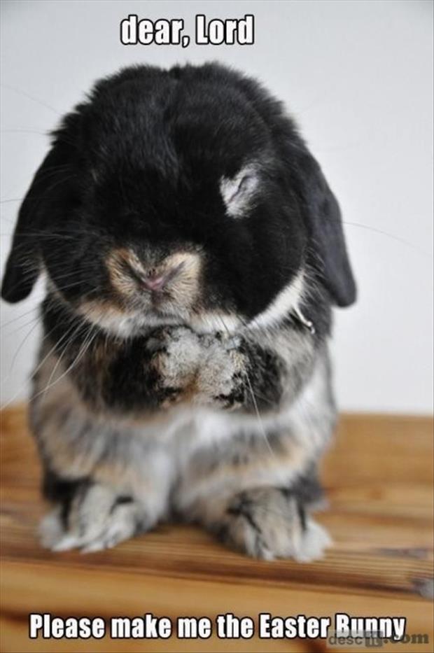 Funny-Animals-easter-bunny.jpg