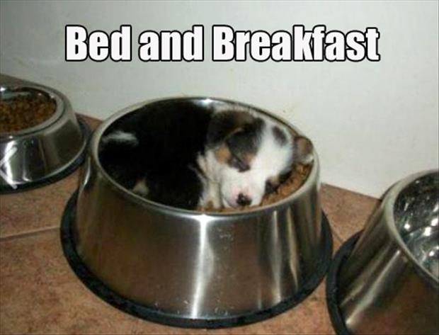 bed-and-breakfast-funny-puppies.jpg