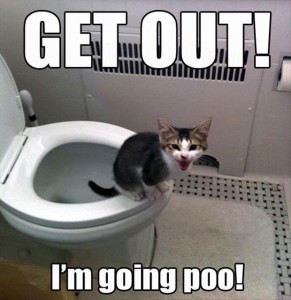 cat-going-poop-in-the-toilet-291x300.jpg