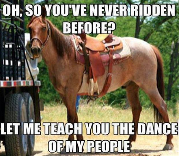 funny-horse-pictures.jpg