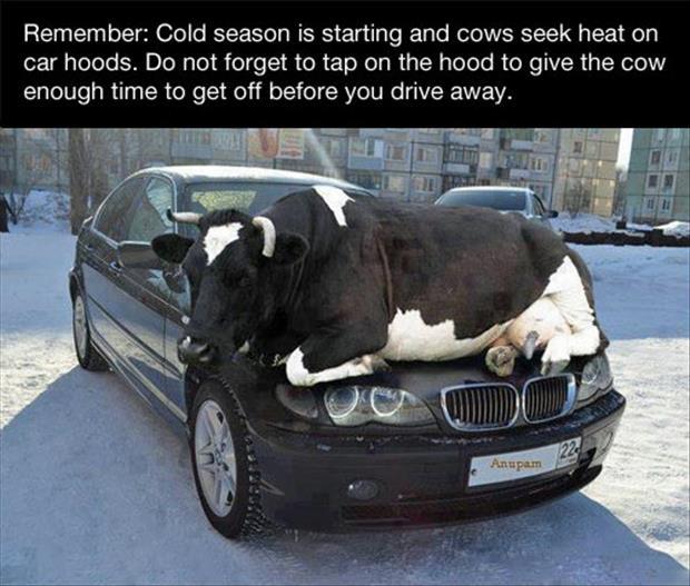 cows-are-cold-in-the-winter.jpg