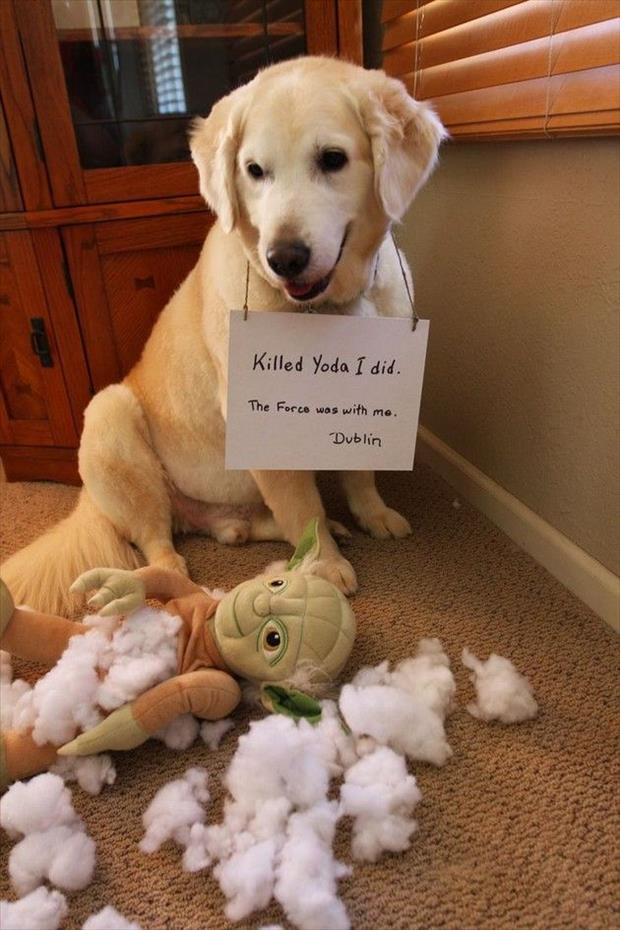 killed-yoda-dog-shaming.jpg
