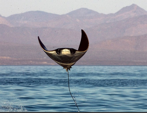 manta-ray-leaping-out.jpg