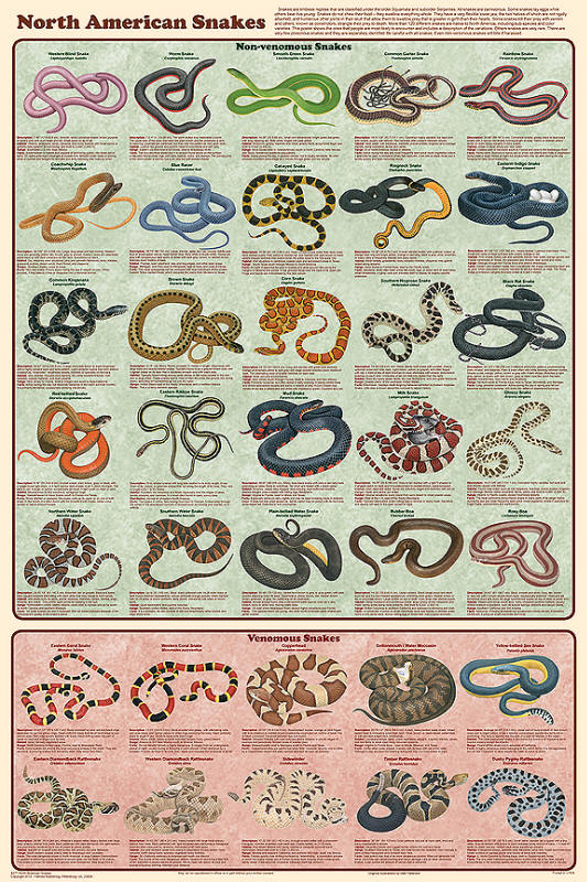 North_American_Snakes_Poster.jpg