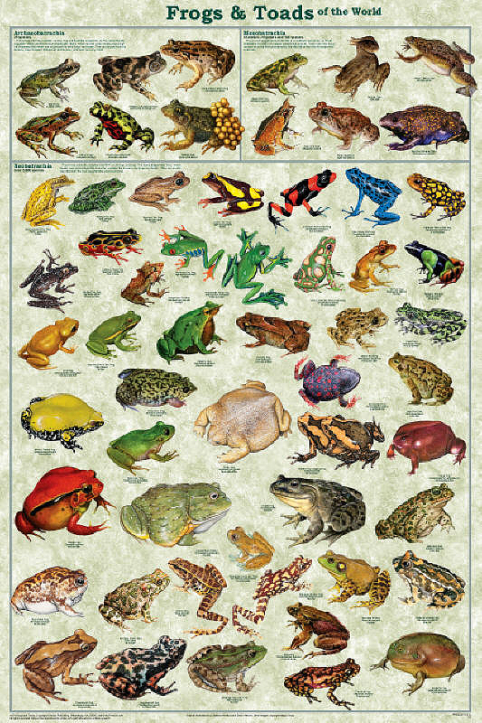 frog%20and%20toad%20poster%20rgb.jpg