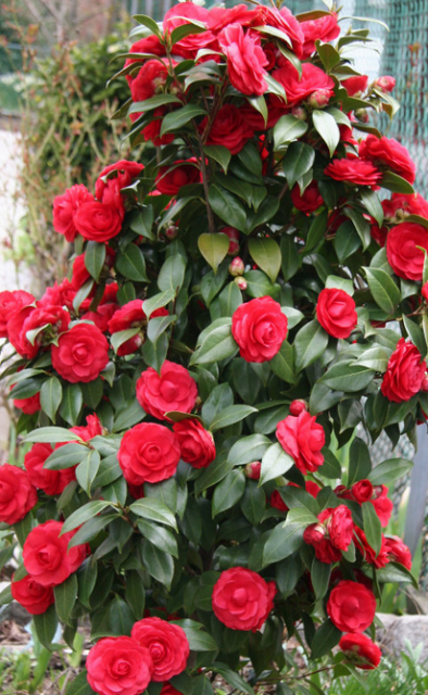 Camellia+bush+with+red+camellia+flowers.PNG