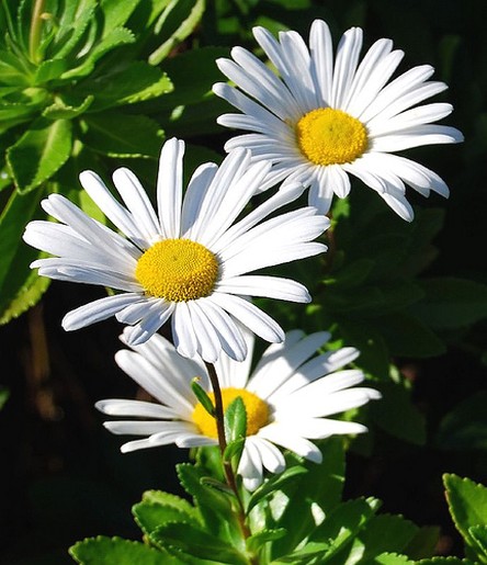 white+daisy+flowers+in+nature.jpg