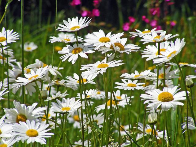wild+white+daisy+flowers+picture.jpg