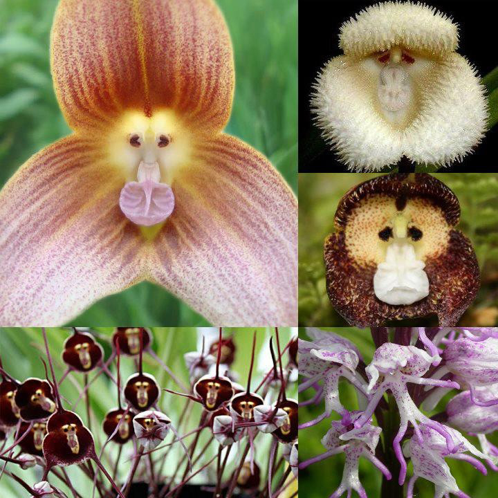 monkey-flowers.jpg