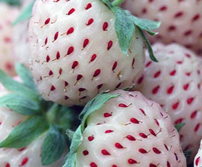interesting-facts-about-strawberry-pineberry-21694997.jpg