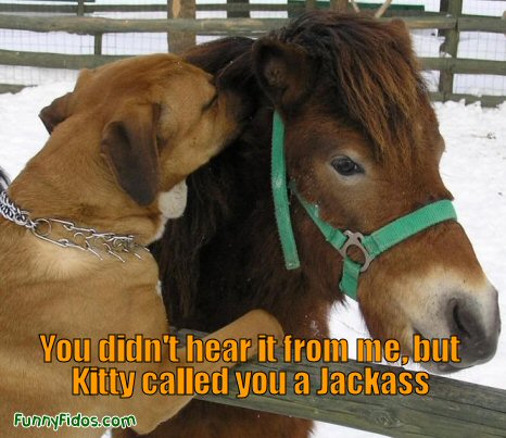 funny-dog-picture-jackass.jpg