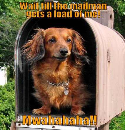 funny-dog-picture-dog-in-mailbox.jpg