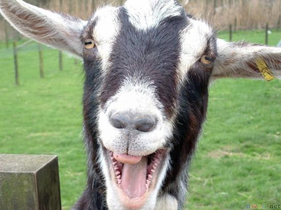 funny_goat_picture_24.jpg
