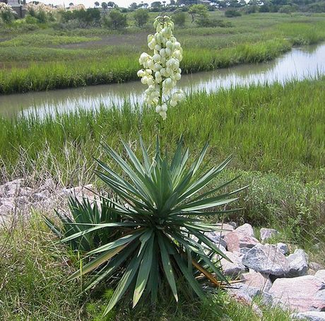 Flowering-Yucca-Plant.jpg
