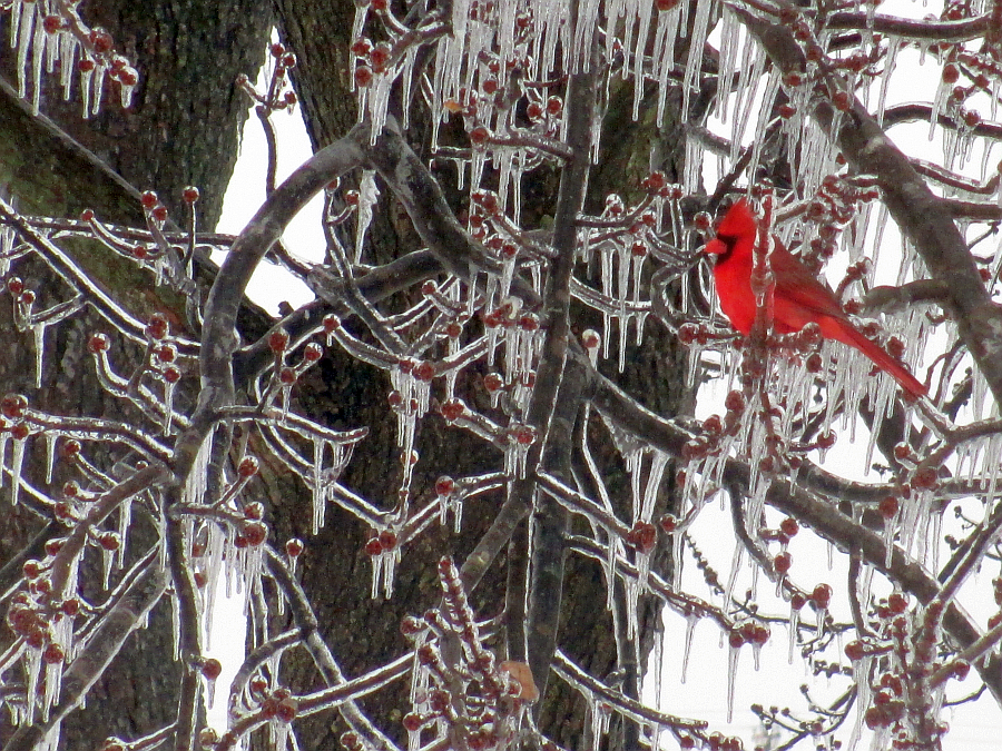Beautiful-Cardinal-in-Ice-Covered-Tree.png